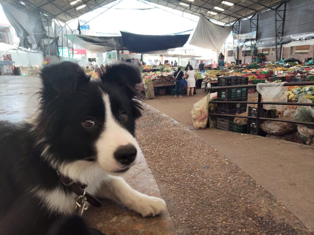 Inicio Haku, el perro que le da nombre al proyecto, en una plaza de mercado