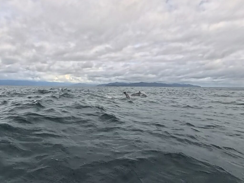 Delfines nadando en el mar del Pacífico