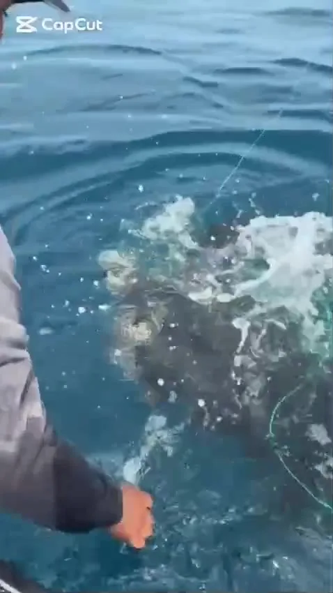Libro 1: Bahía Solano Tortuga caná siendo liberada de una red junto a una lancha