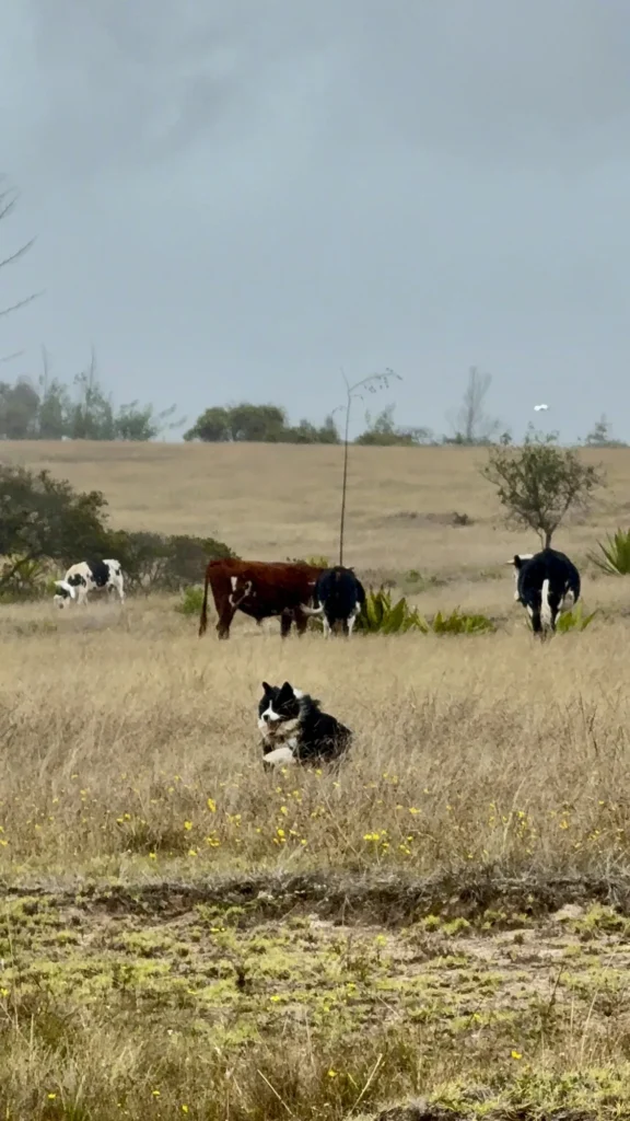 ¿Quiénes somos? Haku, el perro que le da nombre al proyecto, en un potrero con vacas