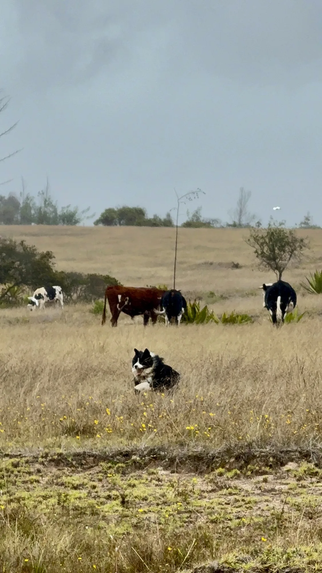 Tienda Haku, el perro que le da nombre al proyecto, en un potrero con vacas