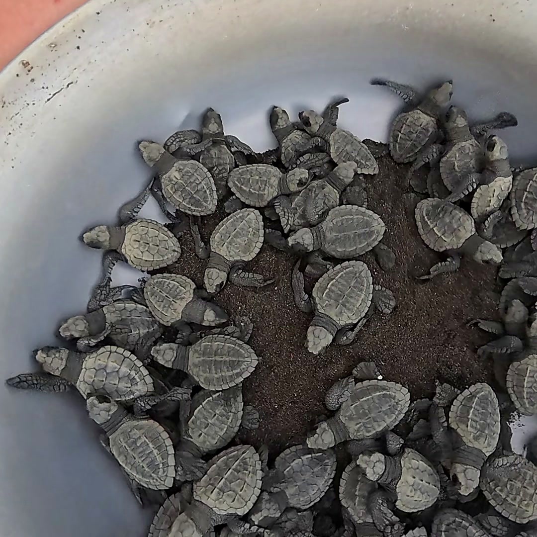 Libro 1: Bahía Solano Neonatos de tortuga marina en un balde con arena antes de su liberación