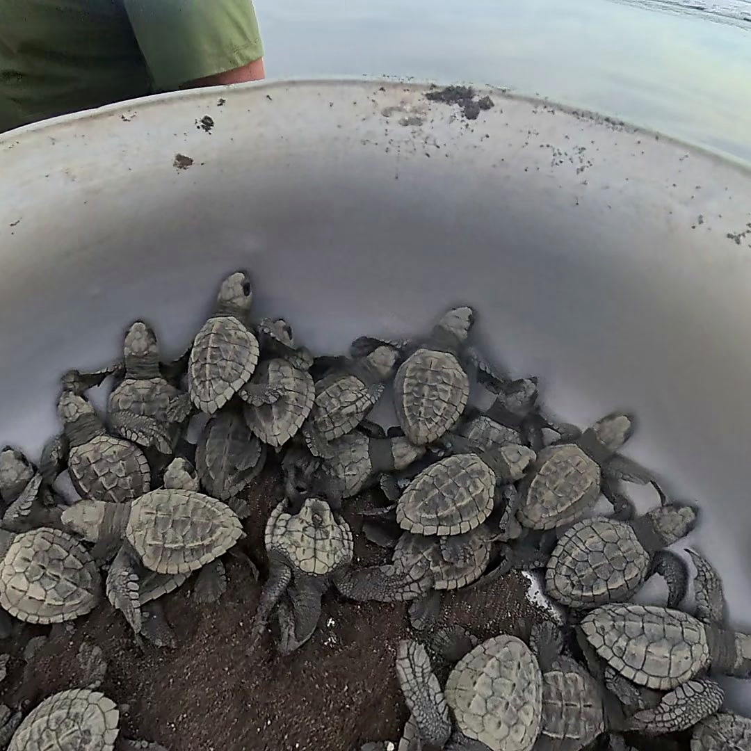 Libro 1: Bahía Solano Neonatos de tortuga marina en el borde de un balde, con el cielo al fondo