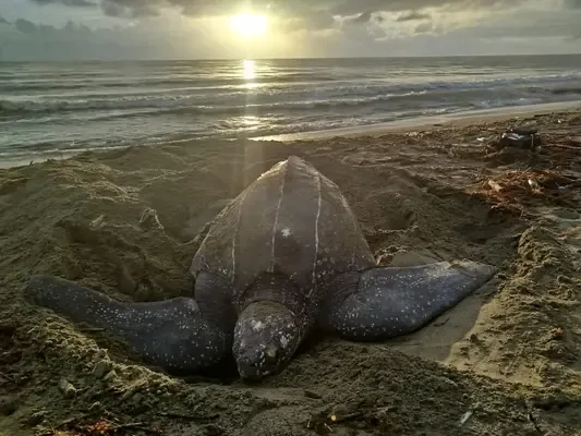 Libro 1: Bahía Solano Tortuga caná o baula desovando en la arena al atardecer