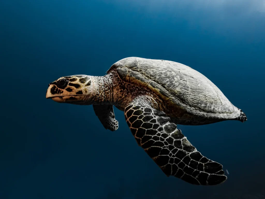 Libro 1: Bahía Solano Tortuga carey nadando en aguas abiertas