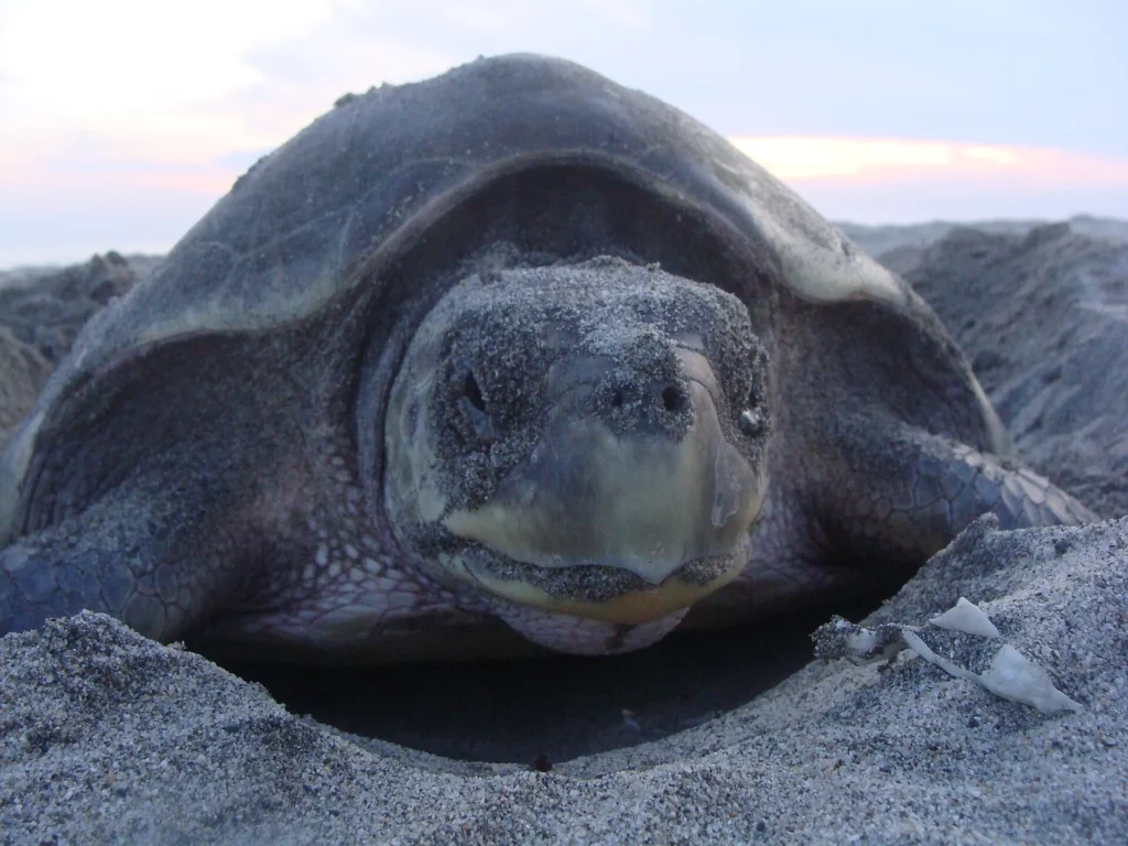 Libro 1: Bahía Solano Hembra de tortuga golfina desovando en la arena