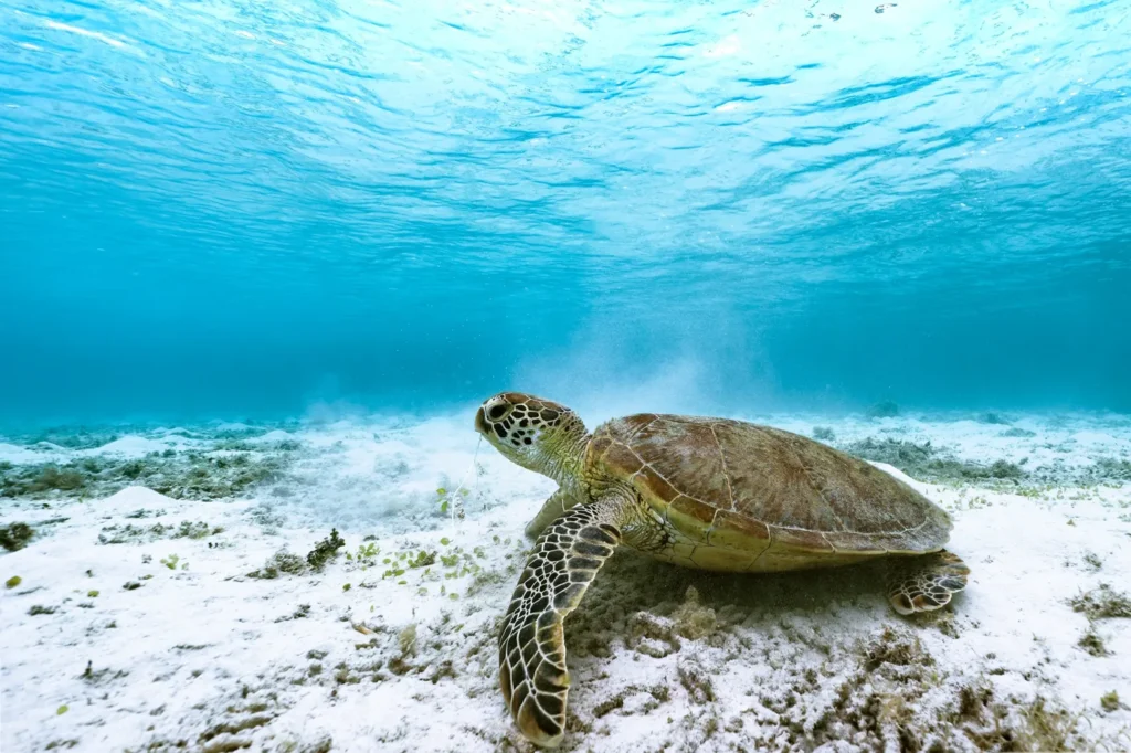 Libro 1: Bahía Solano Tortuga verde sobre un fondo de arena y pastos marinos